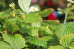 Wald-Erdbeere - Fragaria vesca var. vesca