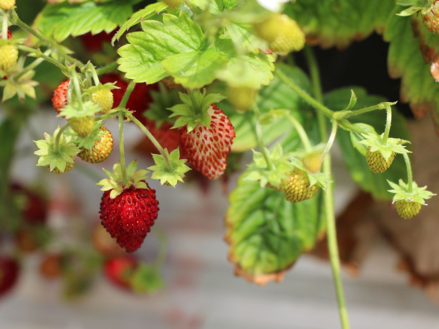 Wald-Erdbeere - Fragaria vesca var. vesca