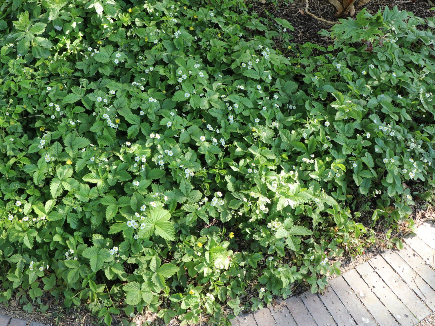 Wald-Erdbeere - Fragaria vesca var. vesca