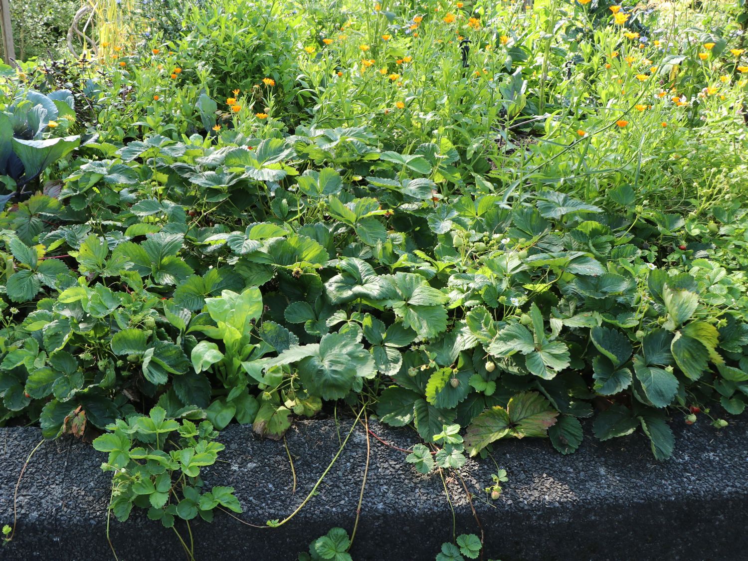 Wald-Erdbeere - Fragaria vesca var. vesca