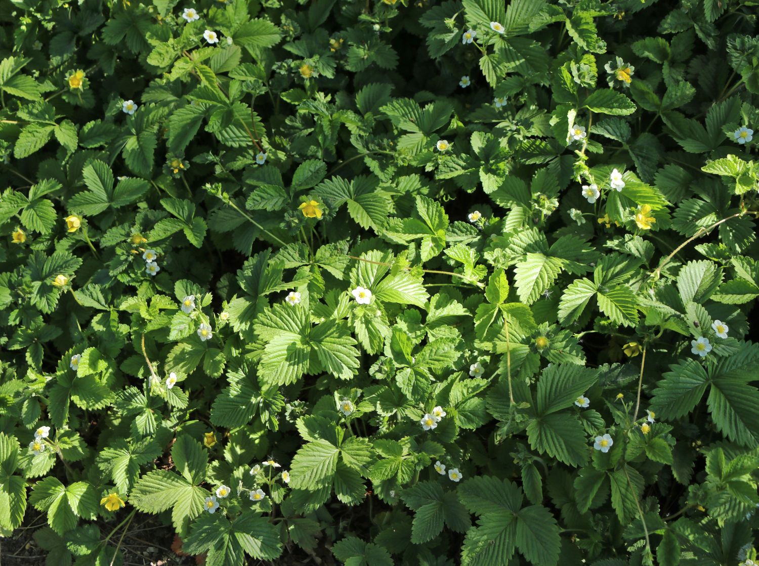 Wald-Erdbeere - Fragaria vesca var. vesca