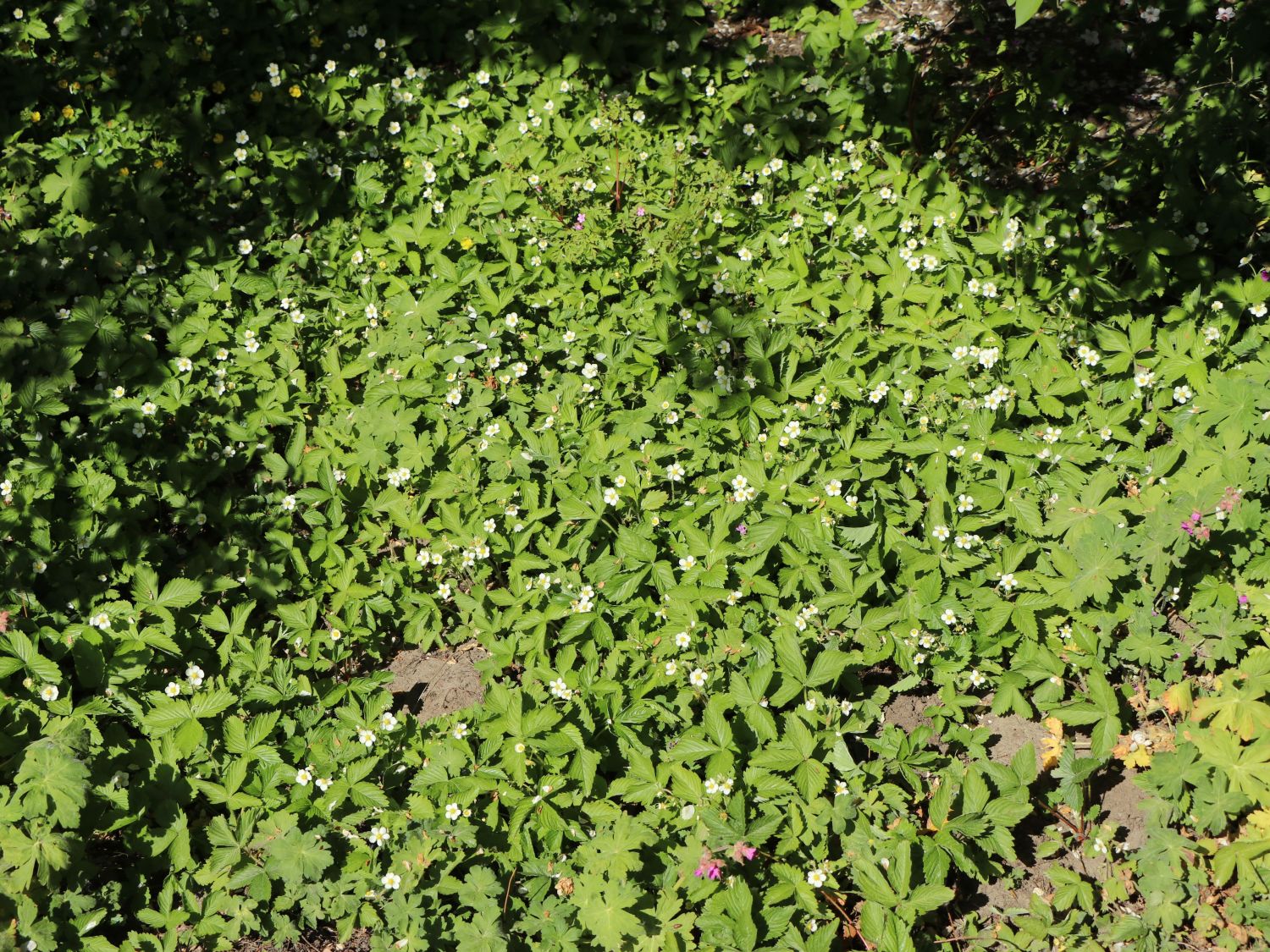 Wald-Erdbeere - Fragaria vesca var. vesca