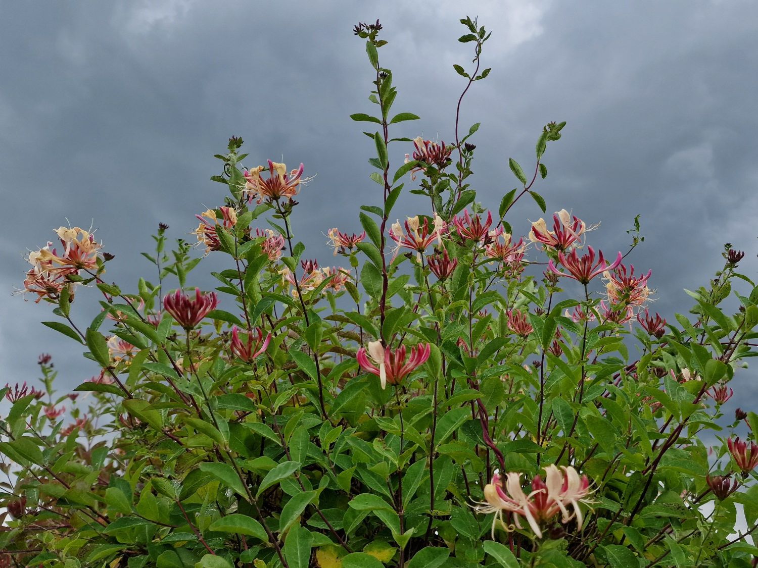 Wald-Geißschlinge 'Belgica'