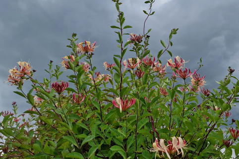 Wald-Geißschlinge 'Belgica' - Lonicera periclymenum 'Belgica'