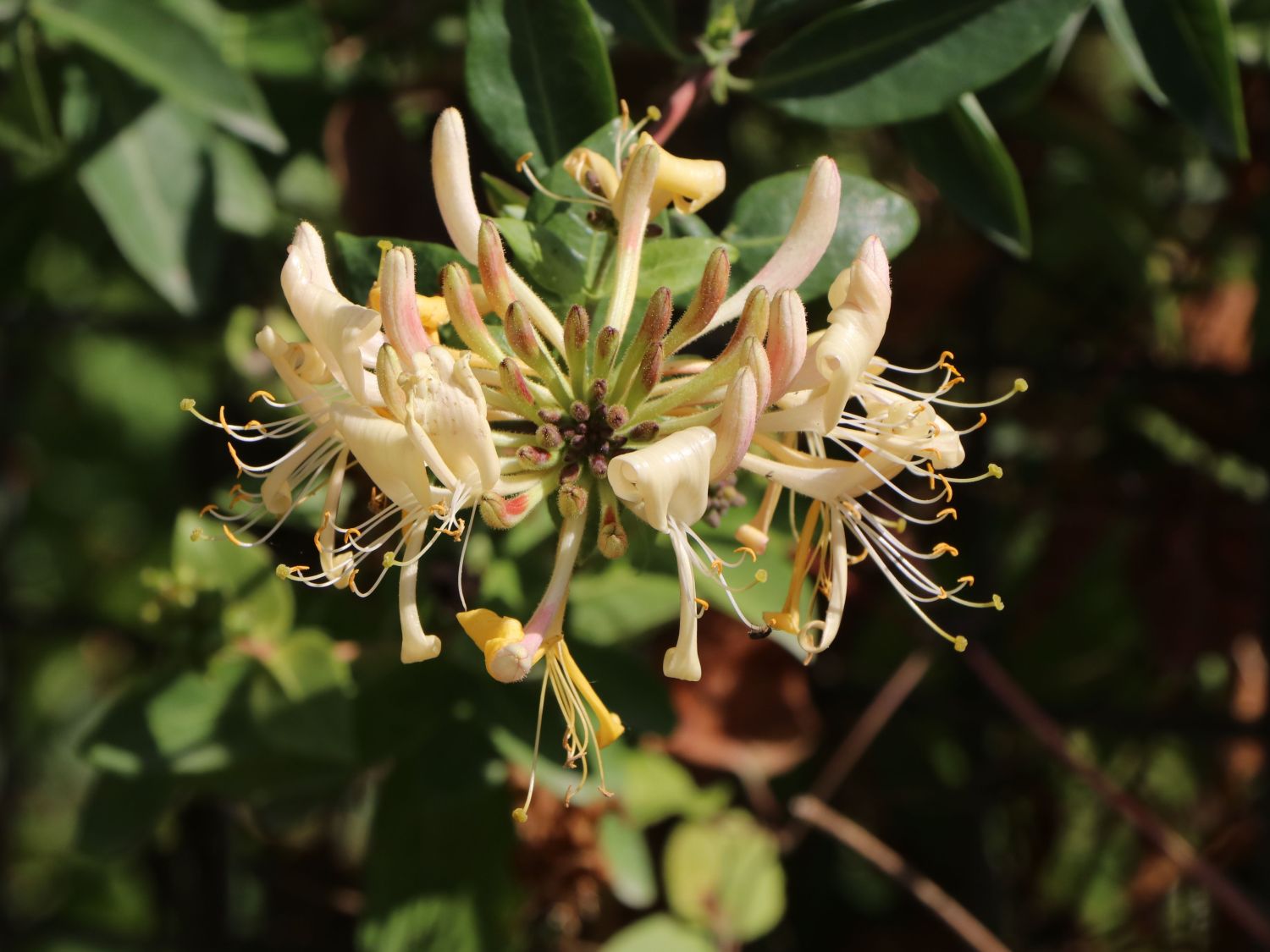 WaldGeißschlinge / WaldGeißblatt Lonicera periclymenum Baumschule