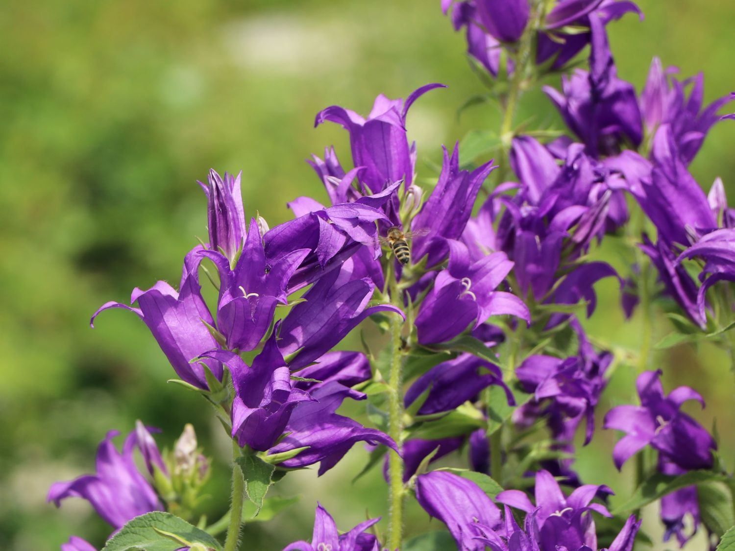Wald Glockenblume - Campanula latifolia var. macrantha