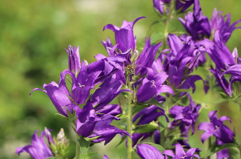 Wald Glockenblume - Campanula latifolia var. macrantha