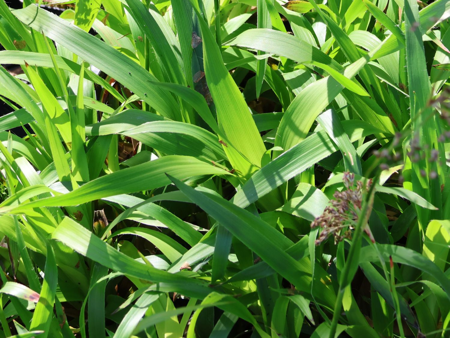 Wald-Hainsimse / Wald-Marbel 'Tauernpass'