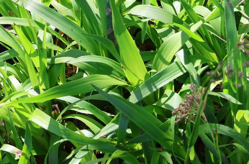 Wald-Hainsimse / Wald-Marbel 'Tauernpass' - Luzula sylvatica 'Tauernpass'