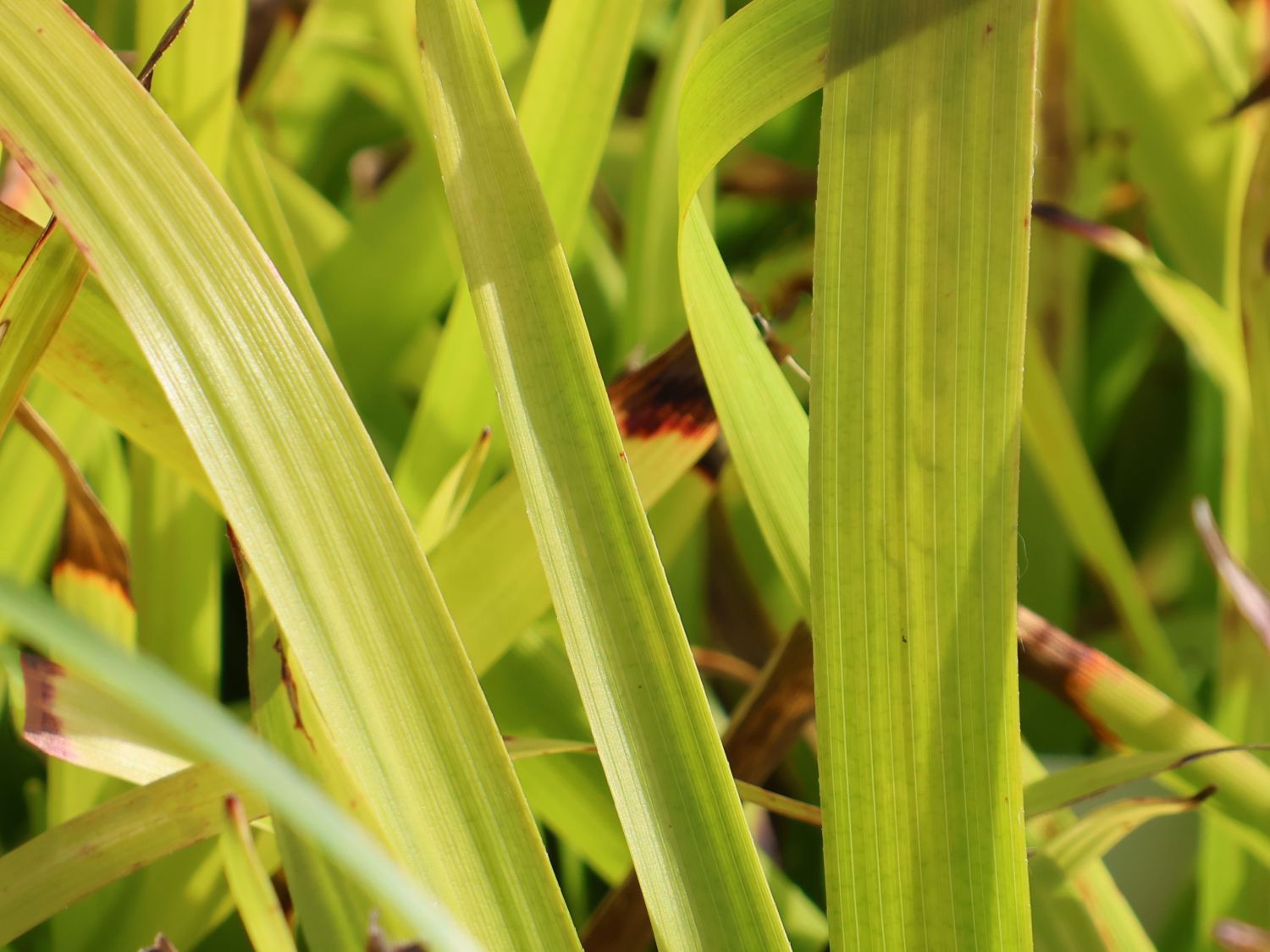 Wald-Hainsimse / Wald-Marbel 'Sherwood'