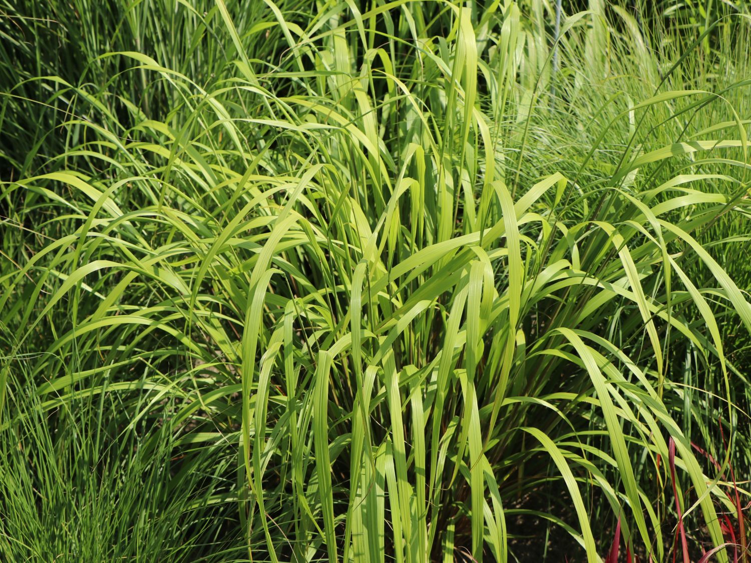 Wald-Reitgras 'Mona'