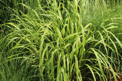 Wald-Reitgras 'Mona' - Calamagrostis arundinacea 'Mona'