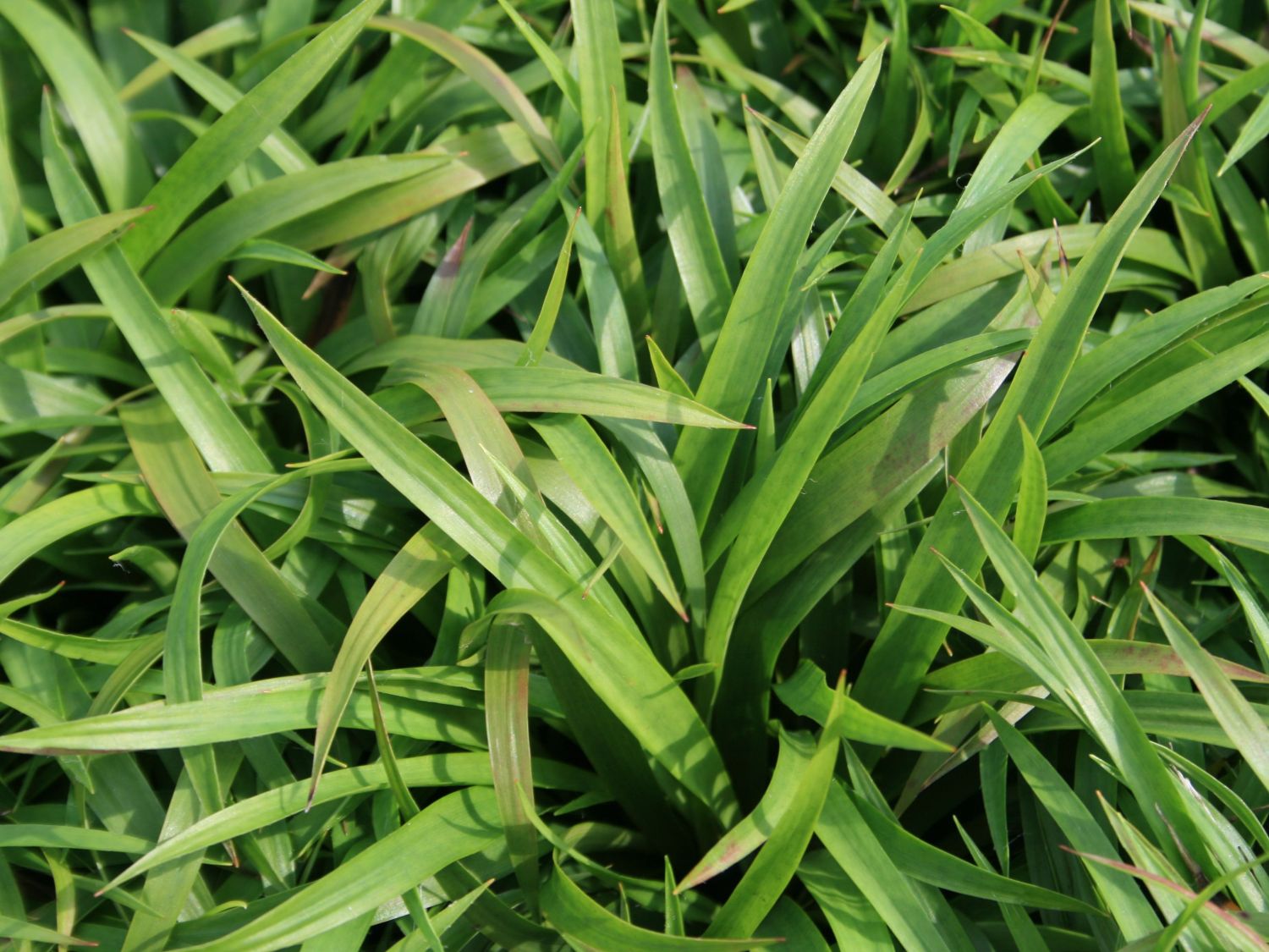 Binsengewächse (Juncaceae)