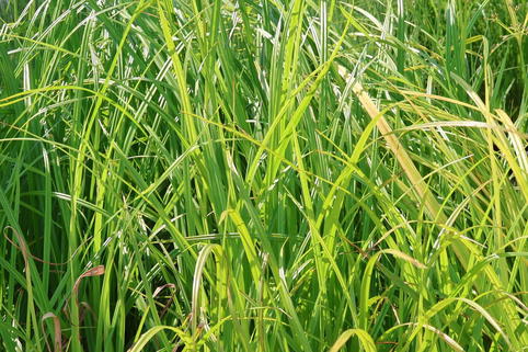 Wald-Simse - Scirpus sylvaticus