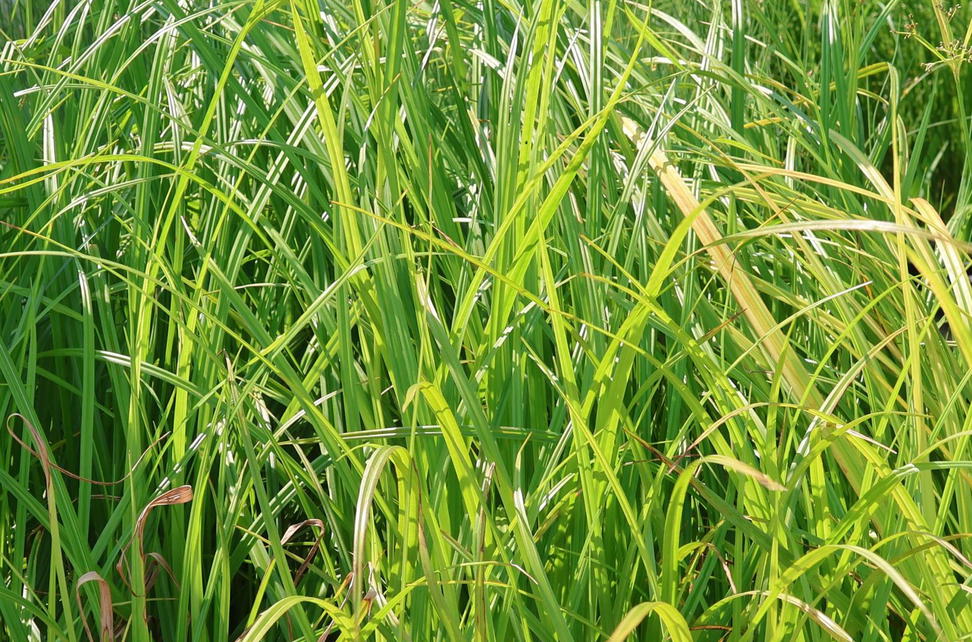 Simse Attachments Simsen (Scirpus) - Infos & Pflanzen dieser Gattung