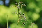 Wald-Simse - Scirpus sylvaticus