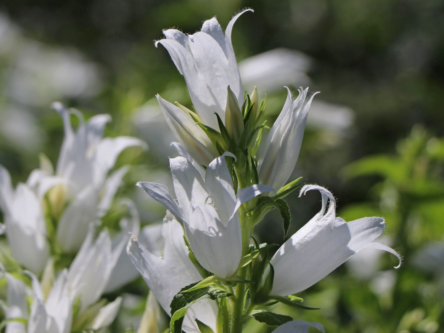 Waldglockenblume 'Alba' - Campanula latifolia var. macrantha 'Alba'