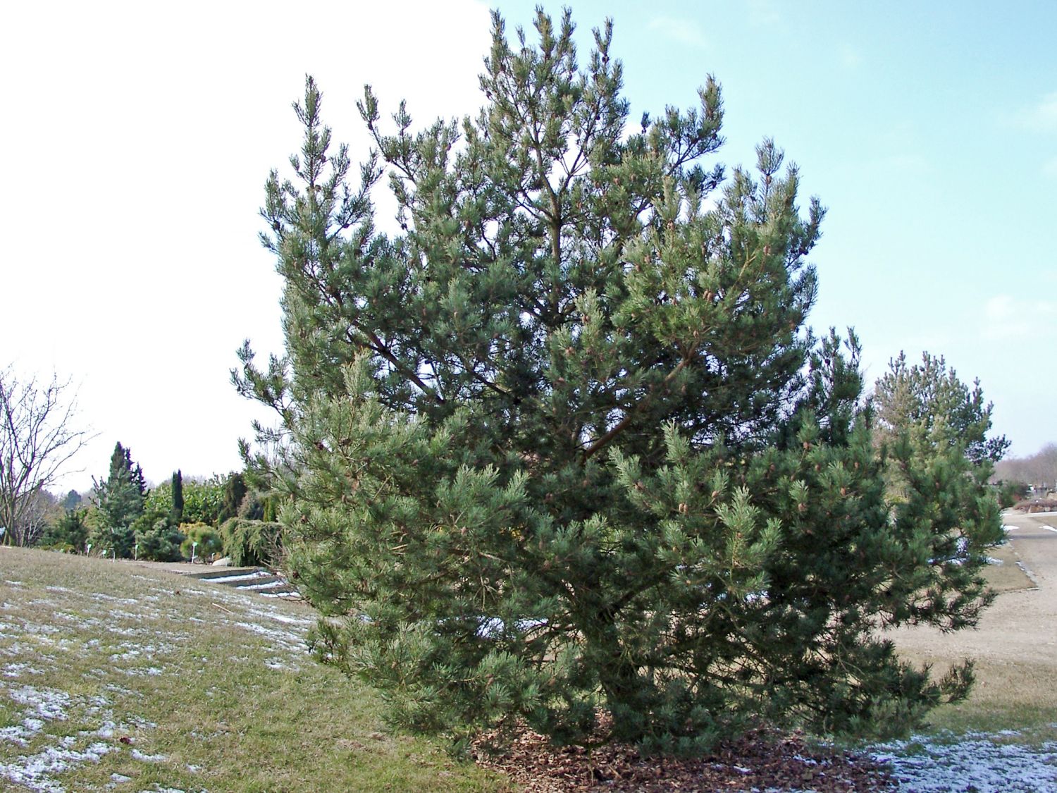 Waldkiefer 'Norske Typ'