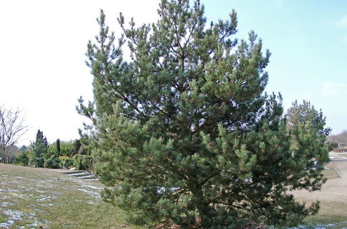 Waldkiefer 'Norske Typ' - Pinus sylvestris 'Norske Typ'