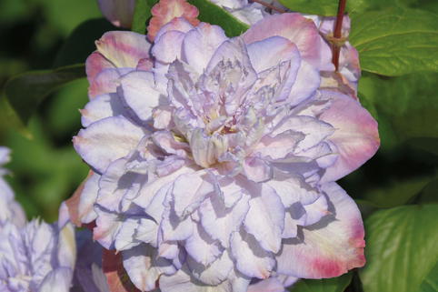 Waldrebe 'Anna's Choice' - Clematis 'Anna's Choice'