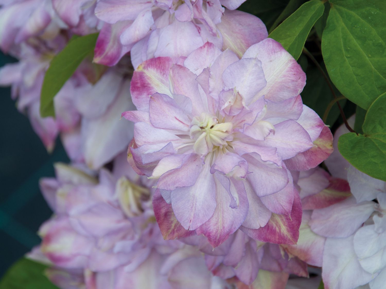 Waldrebe 'Anna's Choice' - Clematis 'Anna's Choice'