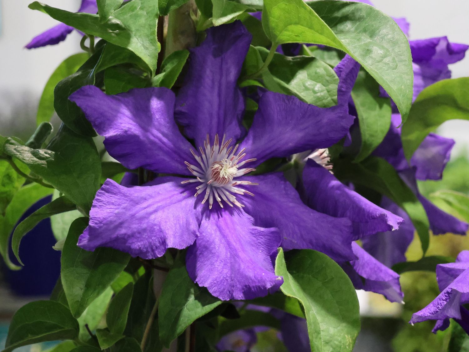 Waldrebe 'Baltic Waves'