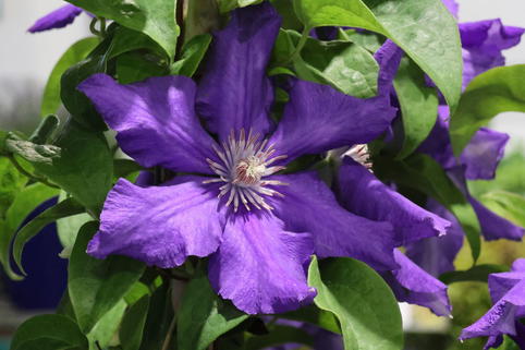 Waldrebe 'Baltic Waves' - Clematis 'Baltic Waves'
