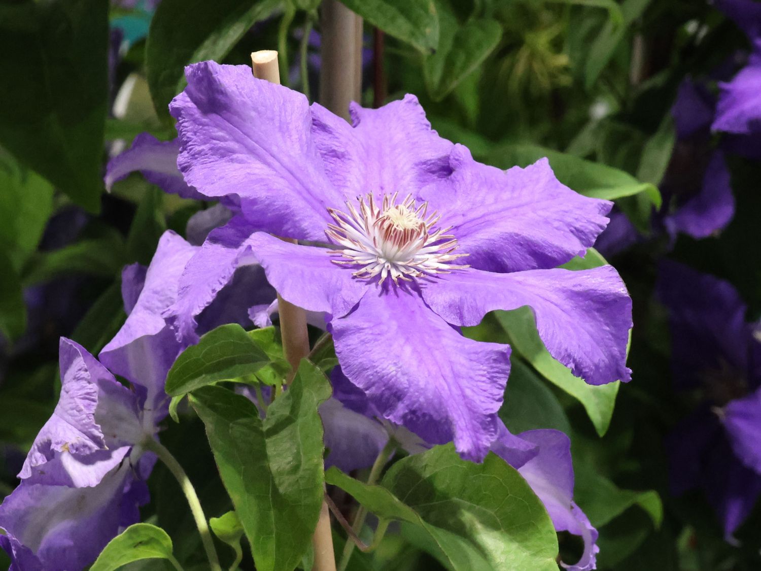 Waldrebe 'Baltic Waves' - Clematis 'Baltic Waves'
