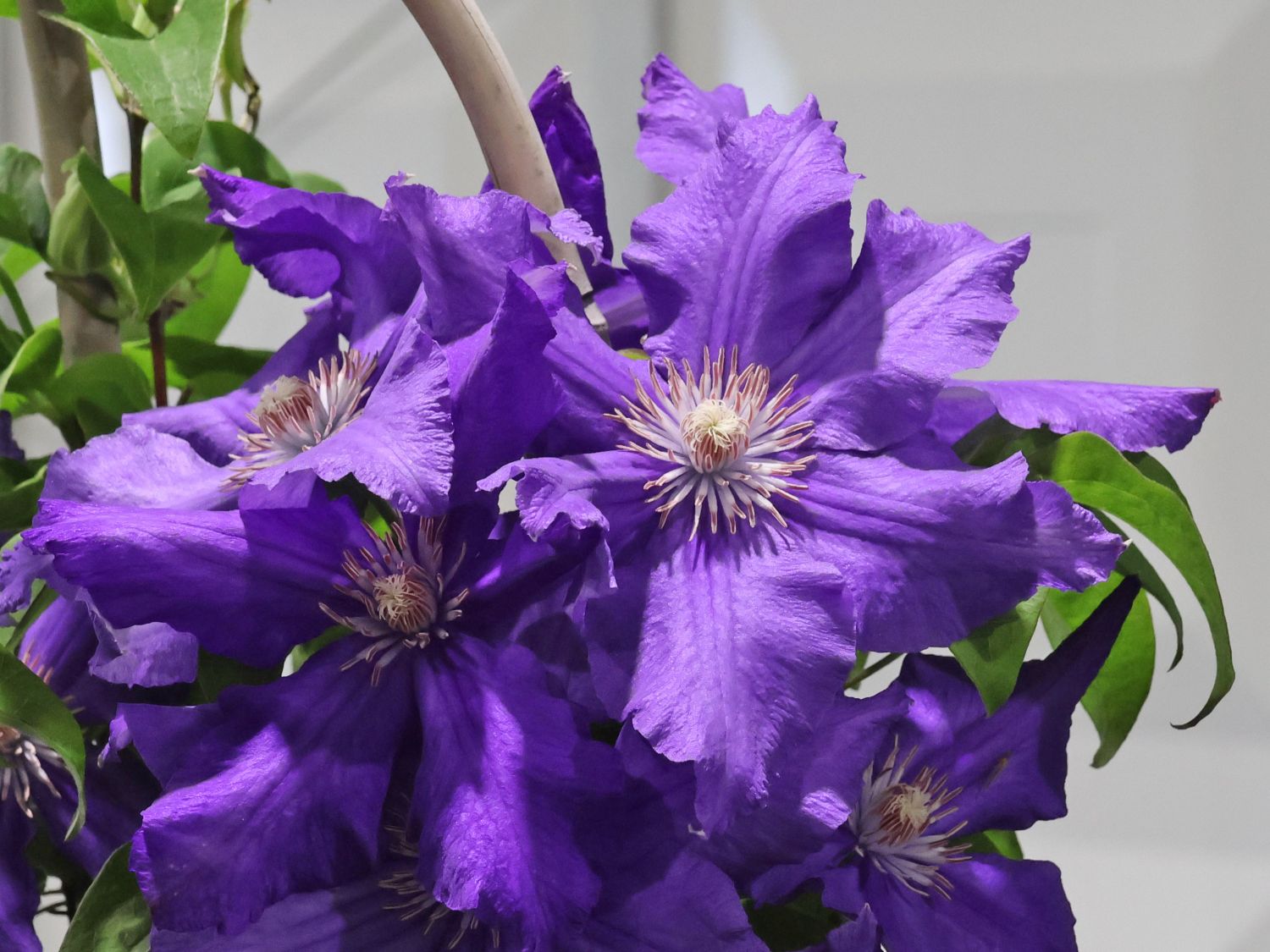 Waldrebe 'Baltic Waves' - Clematis 'Baltic Waves'