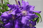 Waldrebe 'Baltic Waves' - Clematis 'Baltic Waves'