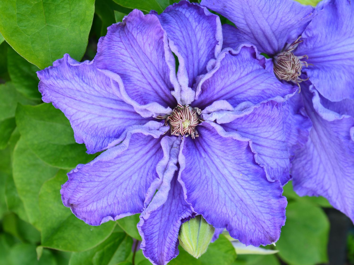 Waldrebe 'Baltic Waves' - Clematis 'Baltic Waves'