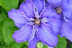 Waldrebe 'Baltic Waves' - Clematis 'Baltic Waves'