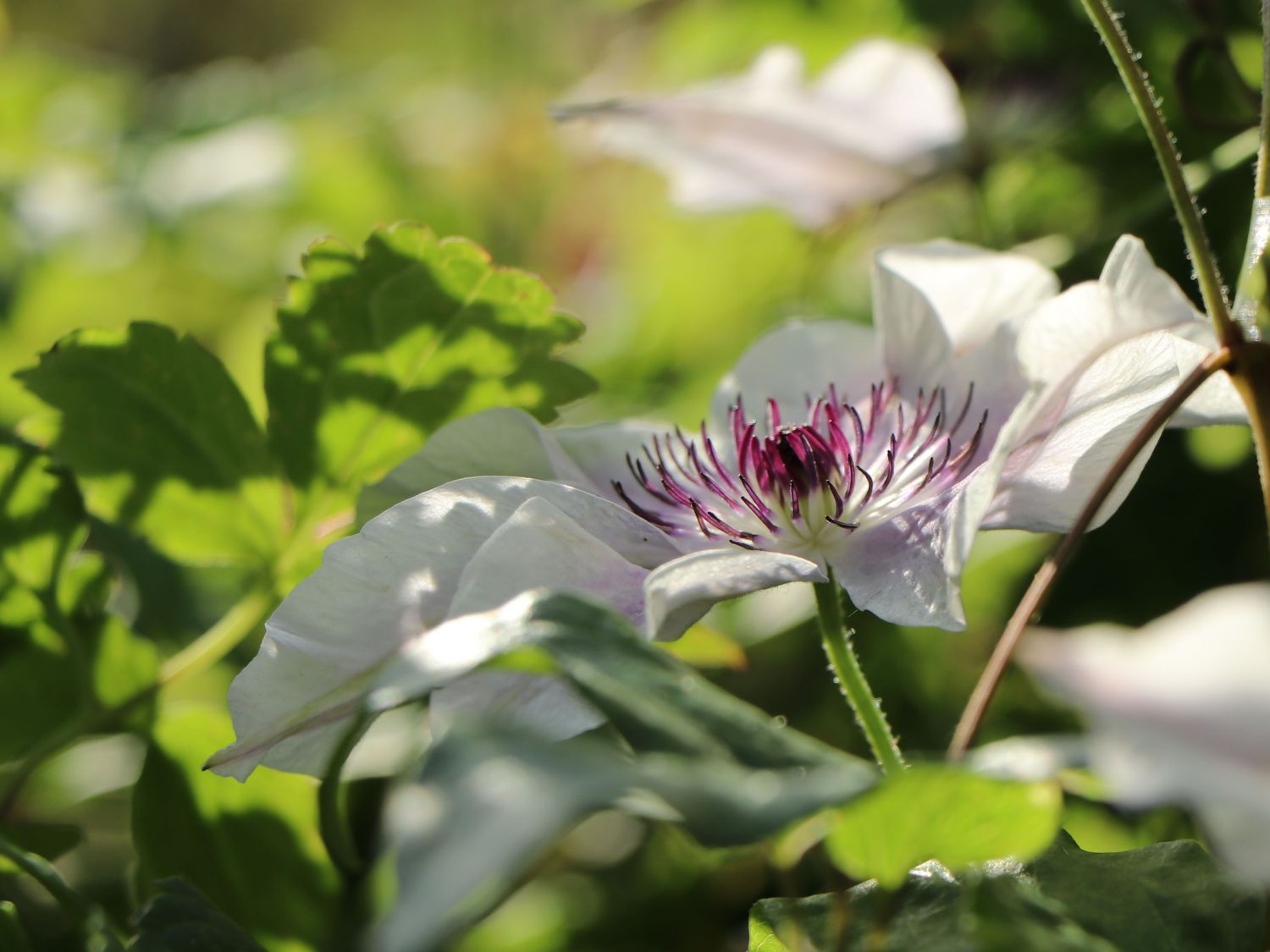 Waldrebe 'Best Wishes' - Clematis 'Best Wishes'