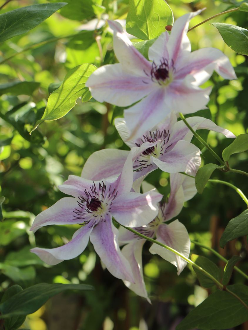 Waldrebe 'Best Wishes' - Clematis 'Best Wishes'