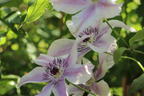 Waldrebe 'Best Wishes' - Clematis 'Best Wishes'