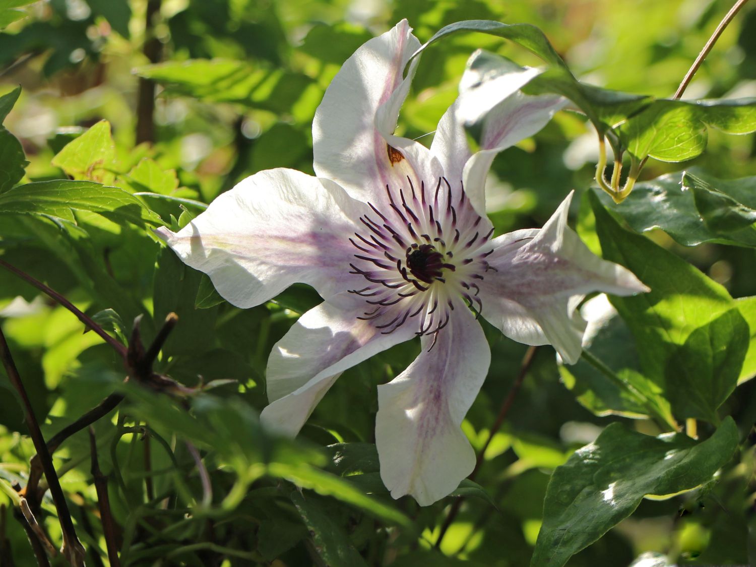 Waldrebe 'Best Wishes' - Clematis 'Best Wishes'