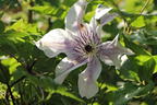 Waldrebe 'Best Wishes' - Clematis 'Best Wishes'