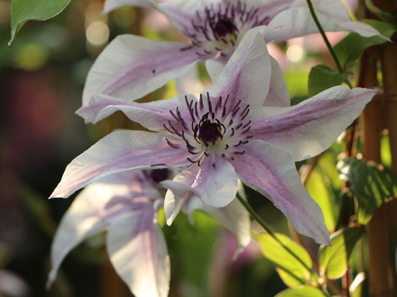 Waldrebe 'Best Wishes' - Clematis 'Best Wishes'
