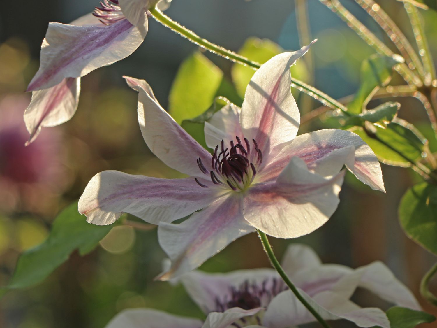 Waldrebe 'Best Wishes' - Clematis 'Best Wishes'
