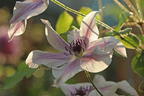 Waldrebe 'Best Wishes' - Clematis 'Best Wishes'