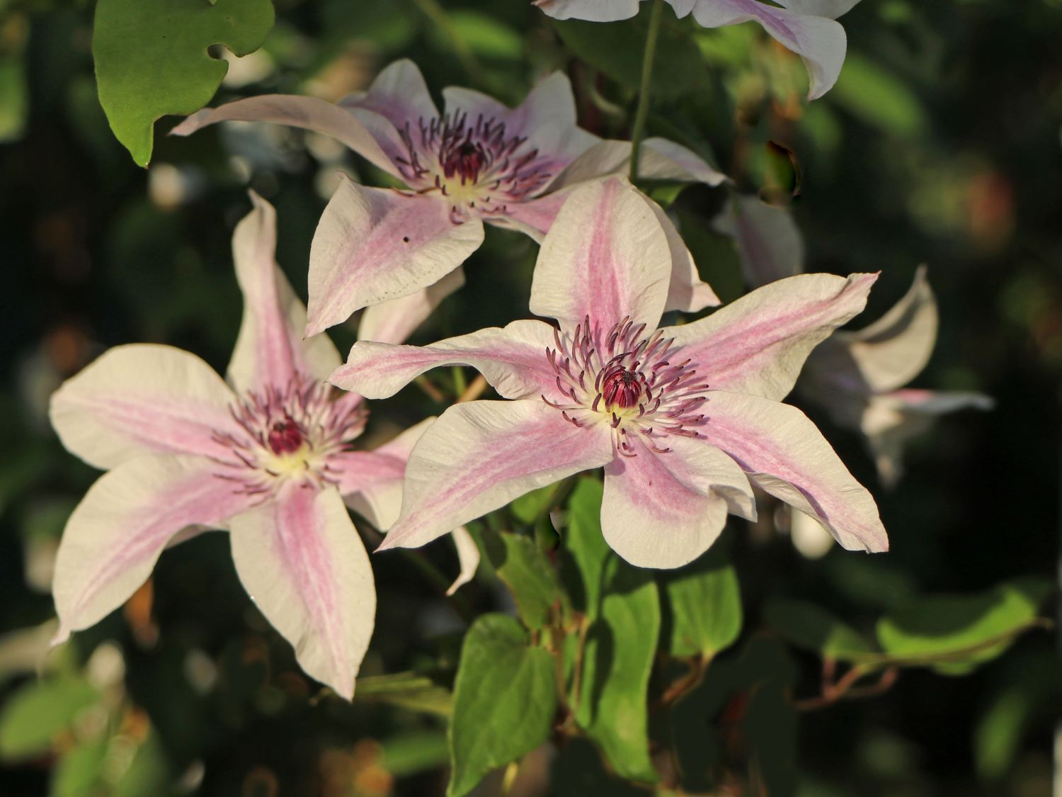 Waldrebe 'Best Wishes' - Clematis 'Best Wishes'