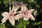 Waldrebe 'Best Wishes' - Clematis 'Best Wishes'