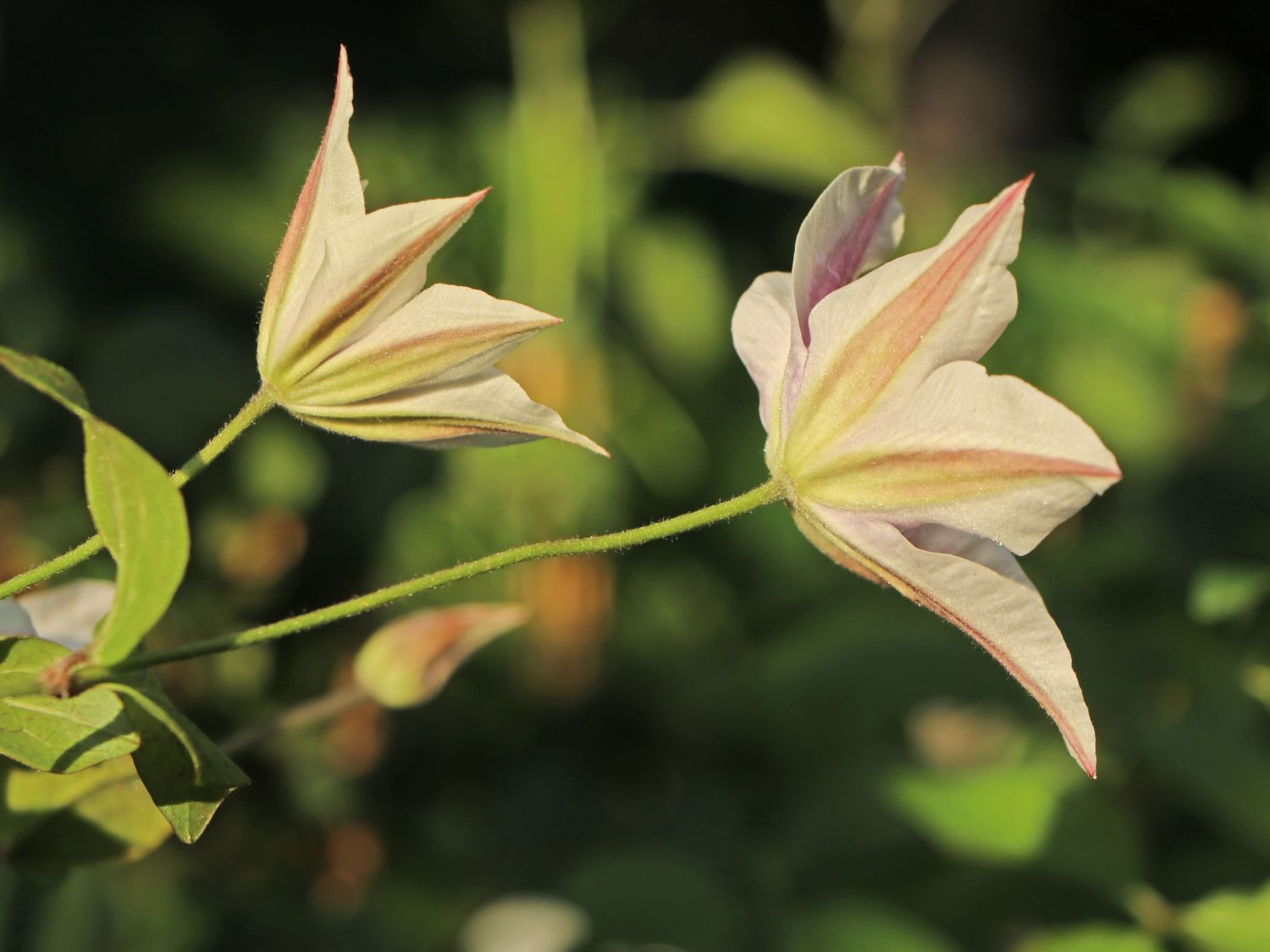 Waldrebe 'Best Wishes' - Clematis 'Best Wishes'