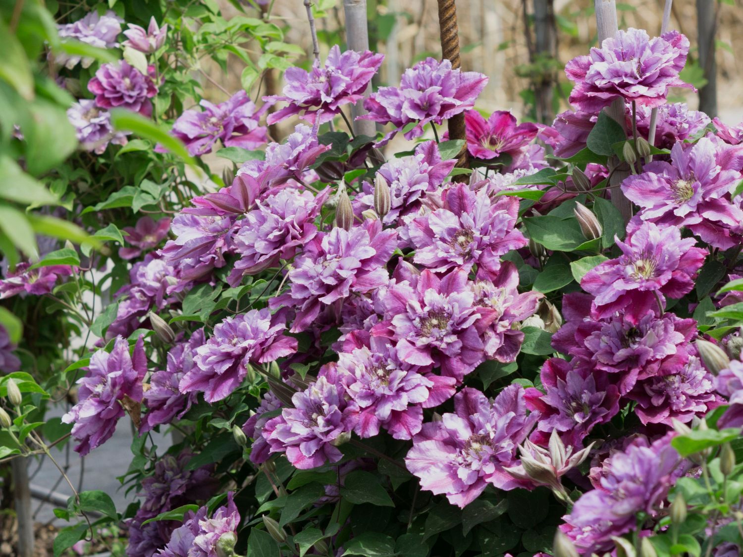 Waldrebe 'Birthday Girl'