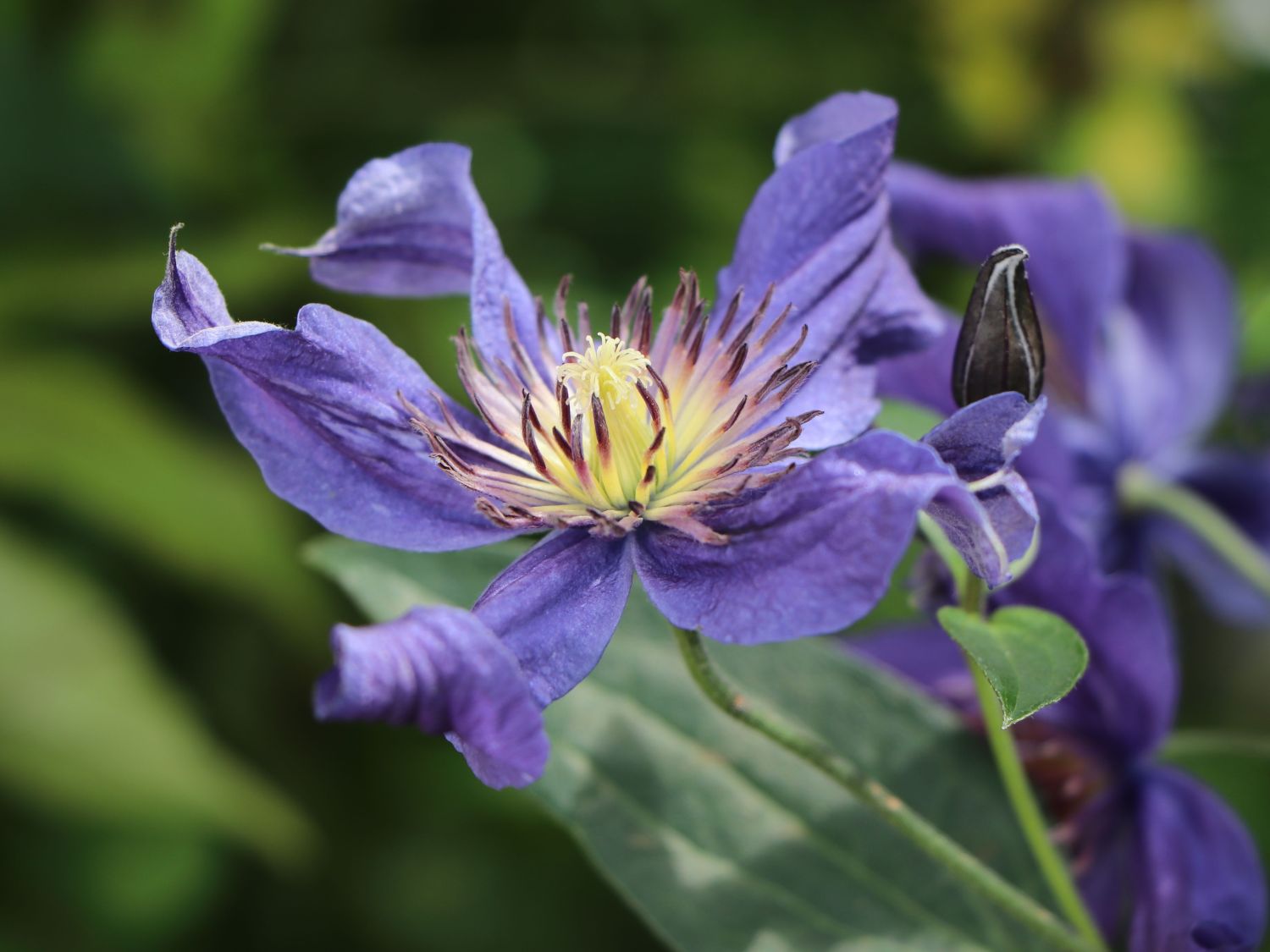 Waldrebe 'Blue Pyrouette'