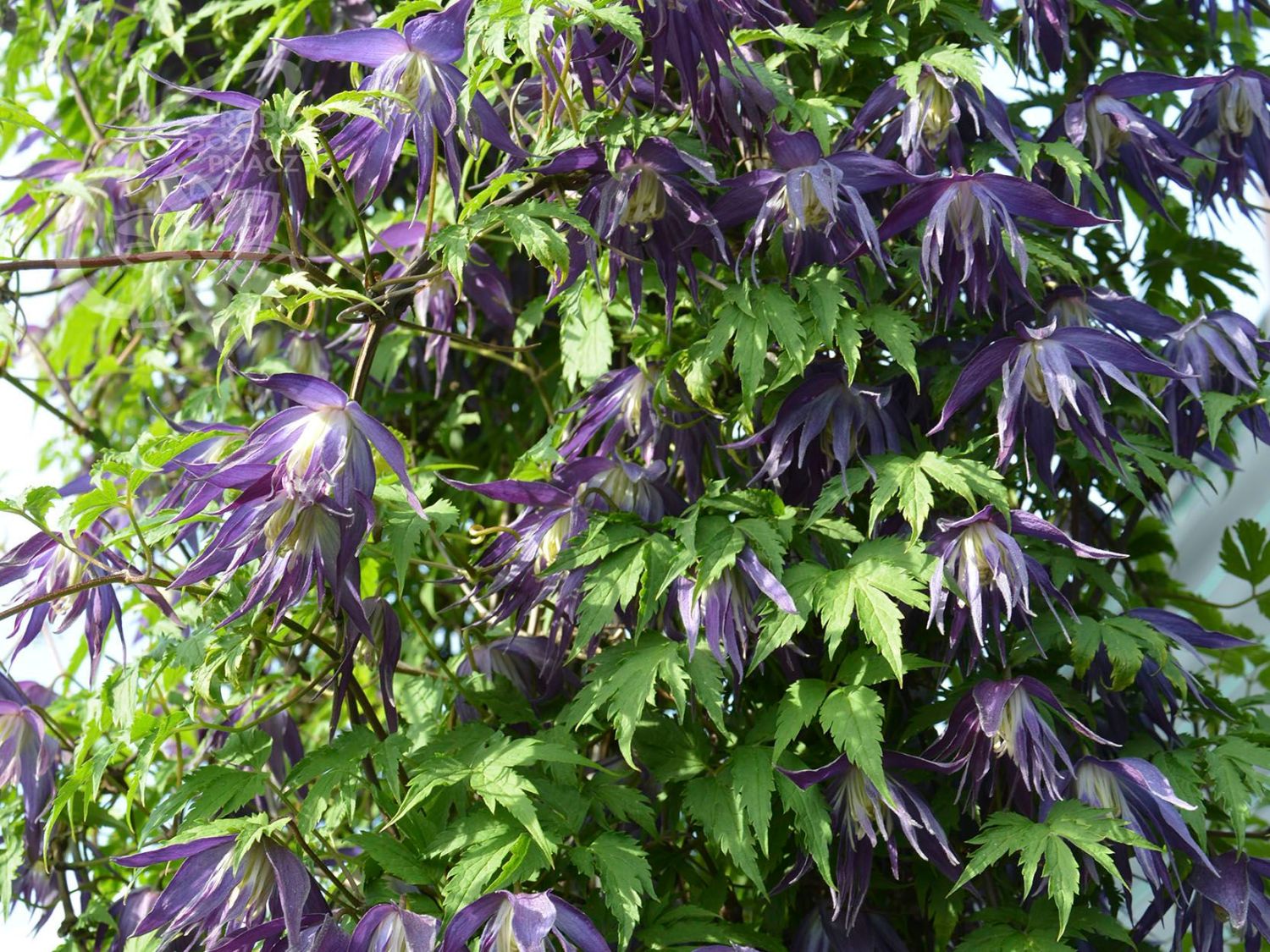 Waldrebe 'Blue Surprise'