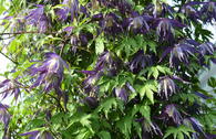 Waldrebe 'Blue Surprise'