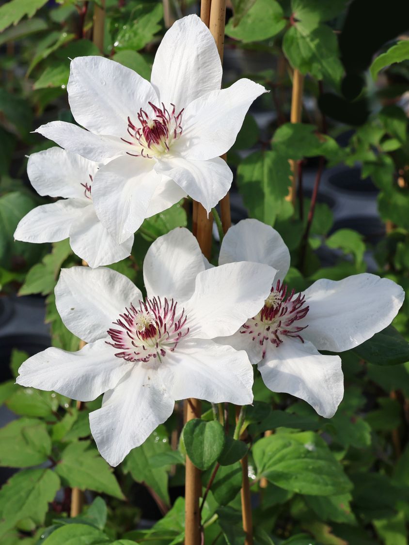 Waldrebe Boulevard ® 'Ninon' Evipo052 - Clematis Boulevard ® 'Ninon' Evipo052