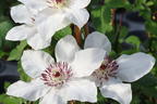 Waldrebe Boulevard ® 'Ninon' Evipo052 - Clematis Boulevard ® 'Ninon' Evipo052