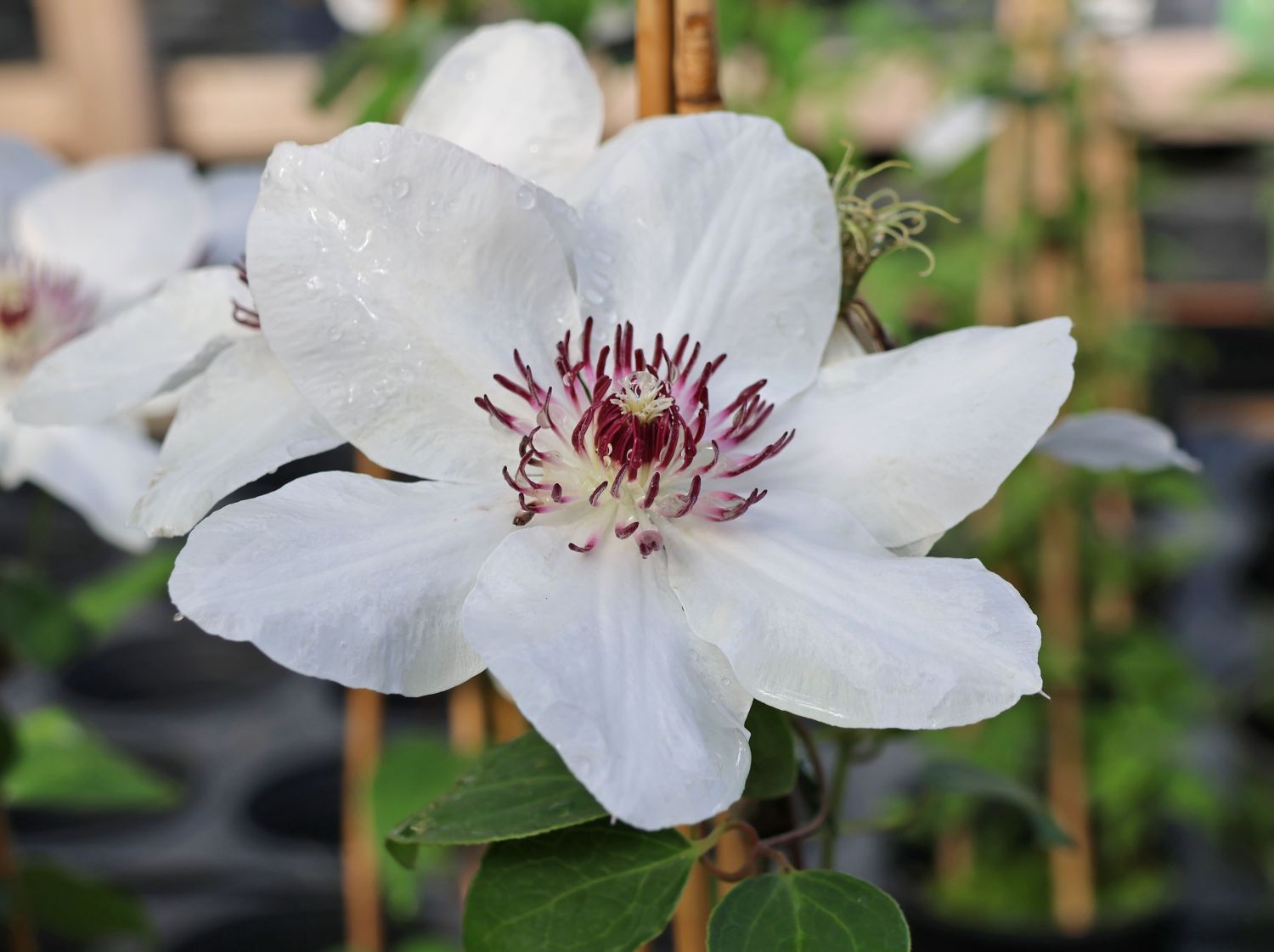 Waldrebe Boulevard ® 'Ninon' Evipo052 - Clematis Boulevard ® 'Ninon' Evipo052